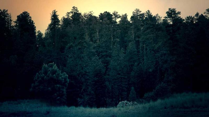 Alman Bahis Platformu